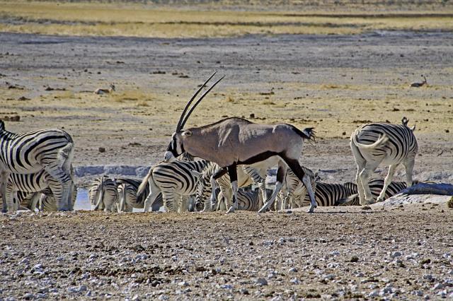 214 Etosha NP, oryx en zebra.JPG